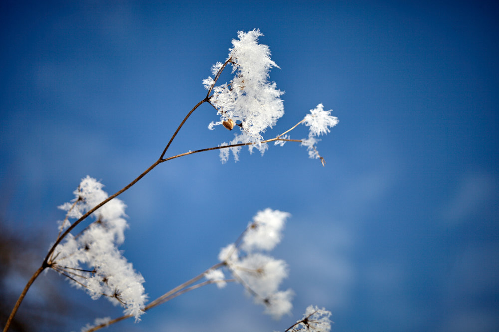 Januar 2017 in Cincu